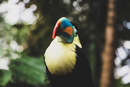 black and white bird thumbnail