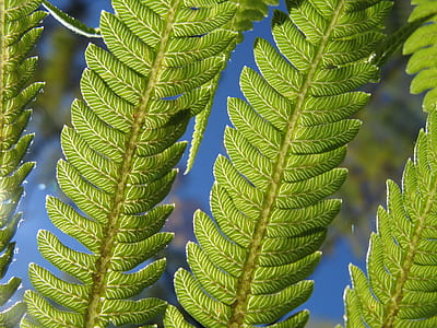 closeup photography of green leaves thumbnail