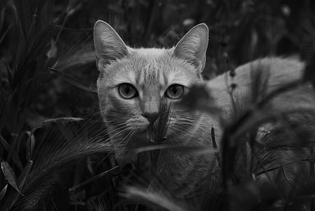 gray scale photo of a tabby cat on a grassy ground thumbnail