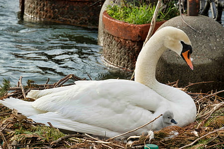 swan beside body of water thumbnail