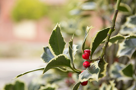 macro-photography of red fruits during daytime thumbnail