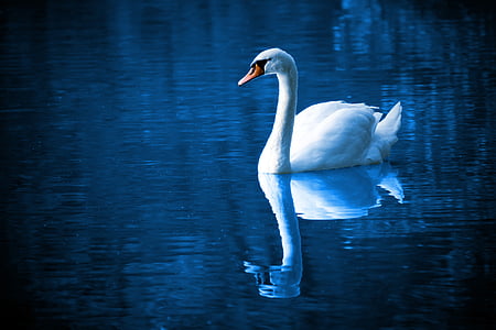 white swan reflecting on body of water thumbnail