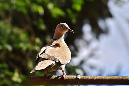 brown bird on brown pole thumbnail