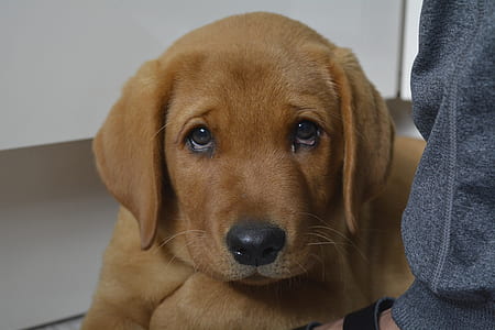 closeup photo of short-coated brown puppy thumbnail
