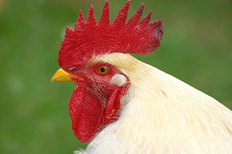 closeup photography of white rooster thumbnail