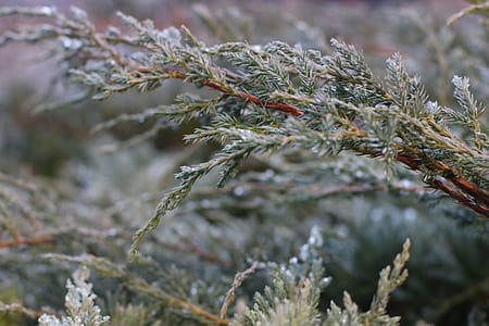 Selective Photo of Green Leaf Tree thumbnail