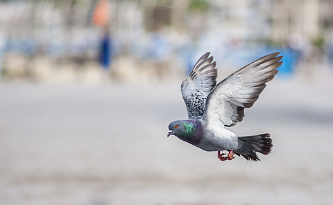 white and grey pigeon thumbnail