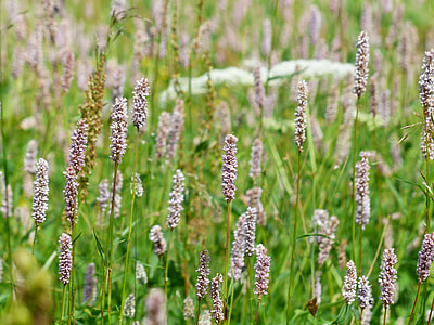 Meadow, Snakes Knotweed thumbnail