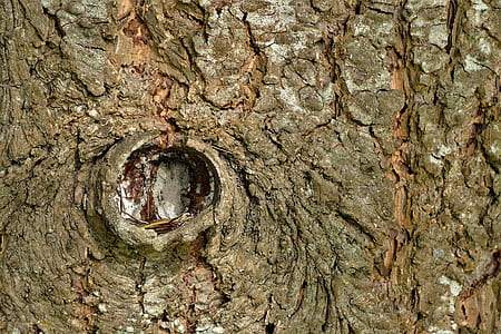 closeup photo of tree trunk thumbnail