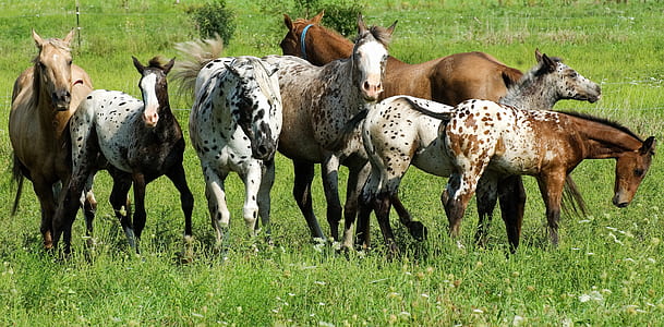 herd of horses on grass thumbnail