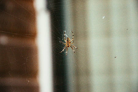 selective focus of brown spider on web thumbnail