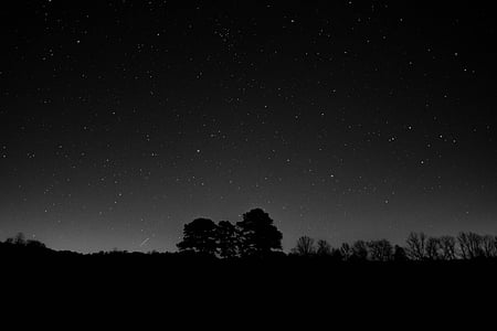 silhouette of trees thumbnail