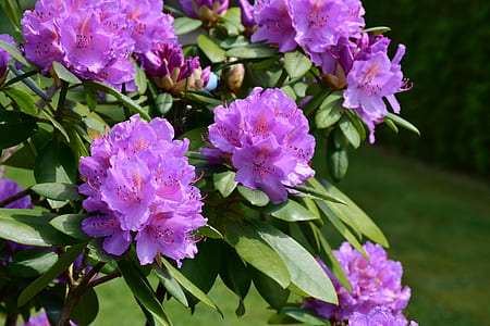 purple flowers thumbnail