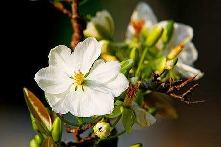 white cherry blossom flower thumbnail