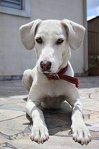 yellow Labrador retriever lying on ground thumbnail