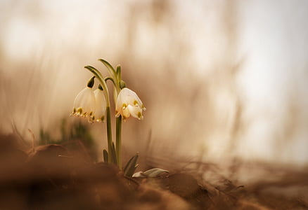 selective focus photography of white petaled flower thumbnail