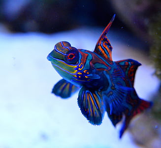 blue and red aquarium fish photography thumbnail