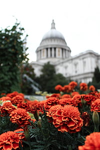 orange flowers in tilt shift lens photography thumbnail