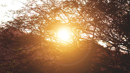 Sunrise Behind Silhouette of Tree thumbnail