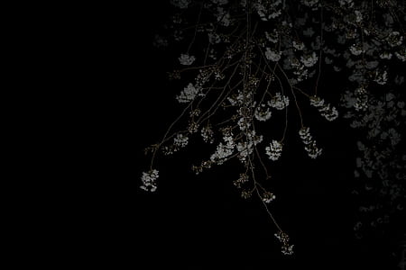 grayscale photo of tree leaves at nighttime thumbnail