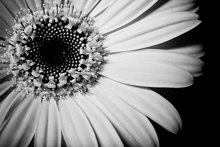 macro photography of white flower thumbnail