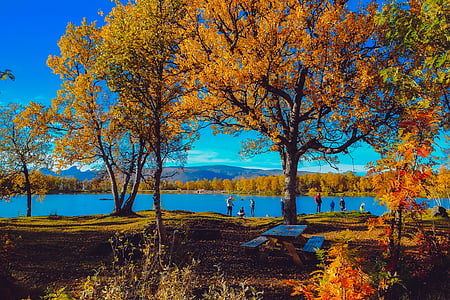 people near lake surrounded by trees thumbnail