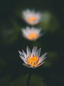 gray and orange lotus flower thumbnail