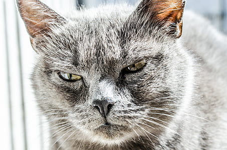 silver Tabby cat thumbnail