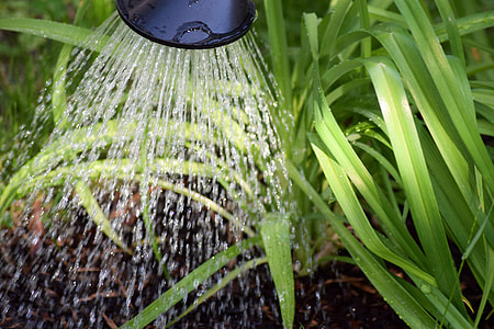 person watering plant thumbnail
