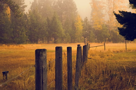 grass field near trees and fence thumbnail