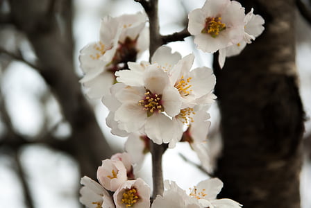 white petaled flowers thumbnail