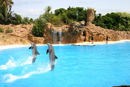 two dolphins jumping above water at daytime thumbnail