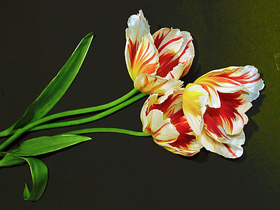 yellow and red petaled flowers in bloom thumbnail
