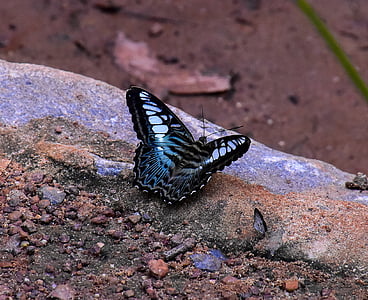 blue and black butterfly on stone thumbnail