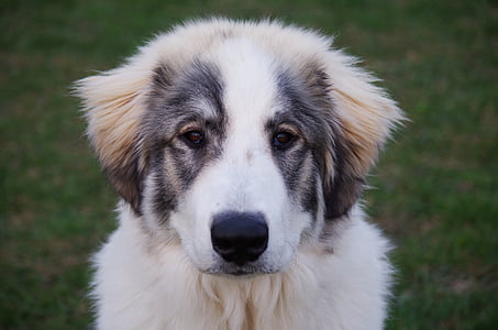 brownish-white Saint Bernard puppy thumbnail