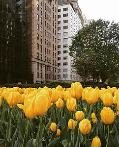 bed of yellow tulip thumbnail