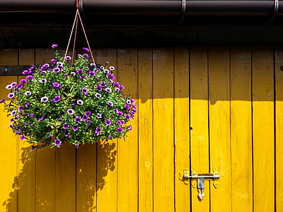 purple orchids hanged beside the door thumbnail