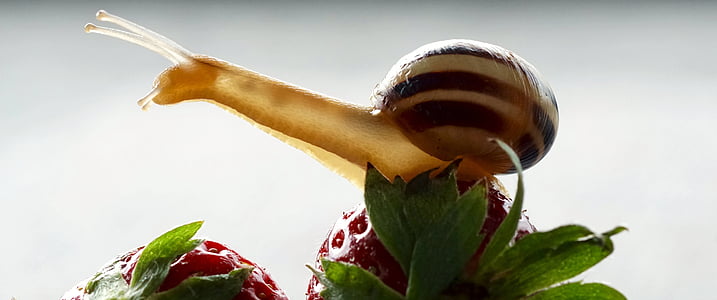 snail on top on strawberry thumbnail