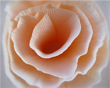 macro photo of orange flower in bloom thumbnail