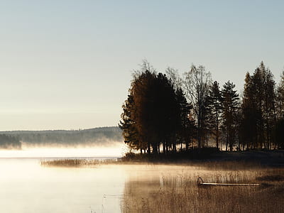 trees on green grass near body of water thumbnail