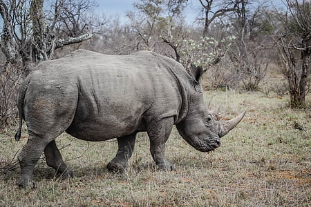 gray rhino on grass field thumbnail