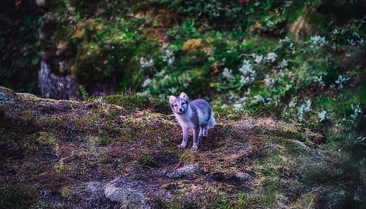 gray wolf pulp standing on gray rock thumbnail