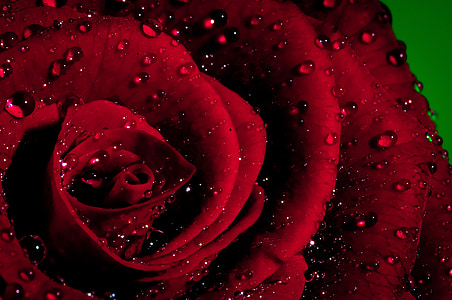 pink rose thumbnail