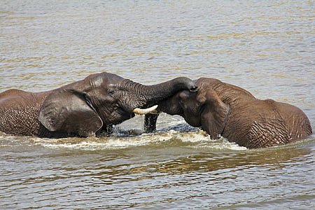 two elephants in body of water during day thumbnail