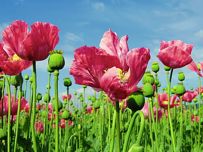 pink poppies closeup photography at daytime thumbnail