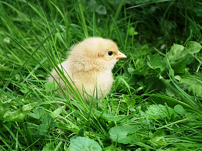 yellow chicken hatchling on grass thumbnail