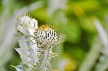 Thistle, Silver Thistle thumbnail