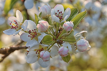 Apple Blossom, Flowers thumbnail