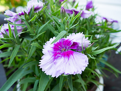 pink and white flowers thumbnail