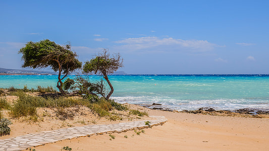 green leafed trees near beach shore thumbnail